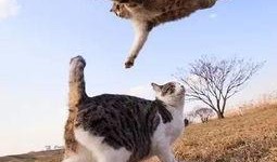 娱乐吃瓜猫捉鸟百度云,猫捉鸟事件全网热议，百度云揭秘幕后真相